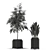 345-Piece Botanical Bliss Plant Collection 3D model small image 4