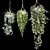 Hanging Plant Trio: Dyshidia, Chlorophytum, Heder 3D model small image 2