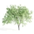 Velvet Mesquite Tree: 4.5-5.5m Height 3D model small image 3