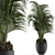 Exotic Palm Tree - Perfect Office Decor 3D model small image 5