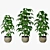 Trio Pachira - Luxurious Indoor Plants 3D model small image 1