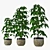 Trio Pachira - Luxurious Indoor Plants 3D model small image 2