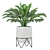 Premium Aglaonema commutatum 3D model small image 2