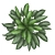 Premium Aglaonema commutatum 3D model small image 4