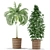 Lush Greenery: Plants Collection 356 3D model small image 3