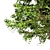 Summer Apple Tree: 3.5m Height 3D model small image 3