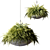 Stunning Nephrolepis Hanging Plants 3D model small image 1