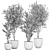 Tropical Plant Collection: Ficus, Howea, & Palm 3D model small image 5