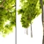 Dynasty Chinese Elm Tree 3D model small image 2