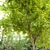 Dynasty Chinese Elm Tree 3D model small image 4