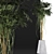 Exotic Plants Collection: Schefflera Arboricola 3D model small image 3