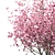 Chinese Magnolia Trio: Saucer Magnolia Set 3D model small image 5
