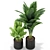  Lush Greenery Collection: 380 Varieties 3D model small image 2
