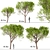 Italian Stone Pine Trees Set (4 Trees) 3D model small image 1