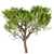 Italian Stone Pine Trees Set (4 Trees) 3D model small image 2