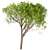 Italian Stone Pine Trees Set (4 Trees) 3D model small image 3