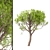 Italian Stone Pine Trees Set (4 Trees) 3D model small image 4