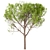 Italian Stone Pine Trees Set (4 Trees) 3D model small image 5