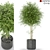 Exquisite Plants Collection 387 3D model small image 1