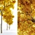 Dynasty Chinese Elm: Autumn Beauty 3D model small image 2