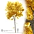 Dynasty Chinese Elm: Autumn Beauty 3D model small image 4