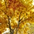 Dynasty Chinese Elm: Autumn Beauty 3D model small image 5