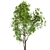 Amur Maple Tree Set (4 Trees) 3D model small image 4