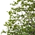 Exquisite Large-Leaved Linden Set 3D model small image 5