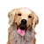 Golden Retriever: Beautiful Hunting Dog 3D model small image 2