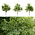 Gleditsia Triacanthos: Elegant Honey Locust 3D model small image 2