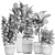 Exotic Ficus Plant Collection in Black Pots 3D model small image 5