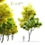 Stunning Fraxinus Velutina: Arizona Ash 3D model small image 1