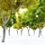 Stunning Fraxinus Velutina: Arizona Ash 3D model small image 2