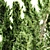 Forest Heights Hollywood Juniper Bundle 3D model small image 3