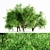  Honey Mesquite Forest: 5 Majestic Trees 3D model small image 1