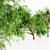  Honey Mesquite Forest: 5 Majestic Trees 3D model small image 3