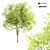 Tall Sorrel Tree V-2: 12m Height 3D model small image 1