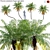 Tropical Palm Tree - 3D Models 3D model small image 1