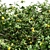 Tall and Lush Lemon Tree - Set of 5 3D model small image 2