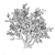 Authentic Old Olive Tree 3D model small image 3