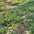 Natural Meadow with Plants & Stump 3D model small image 2