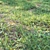 Natural Meadow with Plants & Stump 3D model small image 5