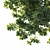 Trio of Majestic Oak Trees 3D model small image 5