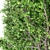 5 Mountain Maple Trees - Variety of Heights! 3D model small image 3