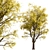 Frisia Black Locust Trees: Vibrant Yellow-Green Leaves, 2-Pack 3D model small image 5