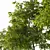 Pennsylvania Ash Tree Pair with Stunning Polycounts 3D model small image 2