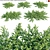 Tuttle Dwarf Natal Plum - 3D Assets 3D model small image 1