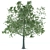 Elegant Maple Tree Sculpture 3D model small image 1