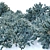 Picea pungens: Stunning Blue Spruce 3D model small image 2