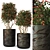 PolyCount: 414k | Unique Plant 3D model small image 1